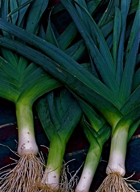 The Love of Leeks….and dairy free Mashed Potatoes