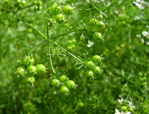 Green Coriander Seed Paste