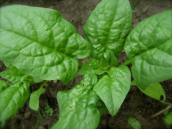 Western Indian Spinach